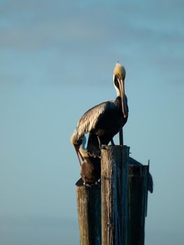 Brown pelican at the Chokoloskee Island.