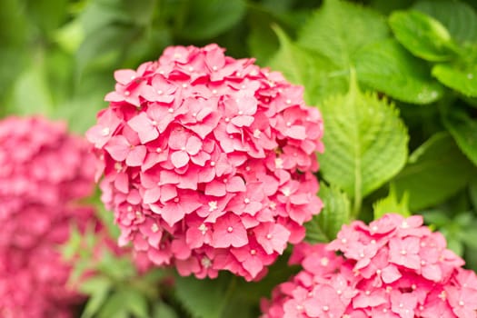 Close Up Light Pink Hortensia Fresh Flowers Blur Background