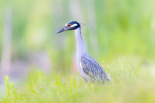 Yellow crowned night heron in the grass by a lake in Michigan