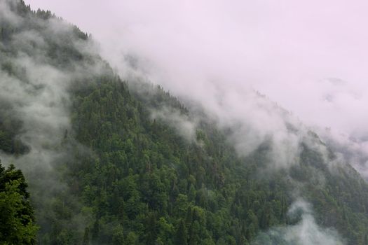 Forested foggy mountain on cloudy day.