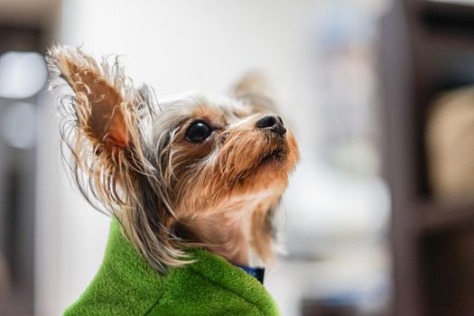 Cute Yorkshire Terrier (Companion Animal). Shooting Location: Tokyo metropolitan area