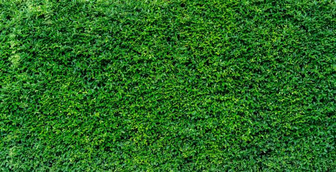 Small green leaves in hedge wall texture background. Closeup green hedge plant in garden. Eco evergreen hedge wall. Natural backdrop. Beauty in nature. Green leaves with natural pattern wallpaper.