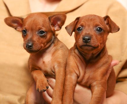 Three adorable puppies in the hands of a girl. Two sleeping puppies. Pets. Portrait of pets.