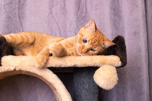 Red cat and play complex for cats close up