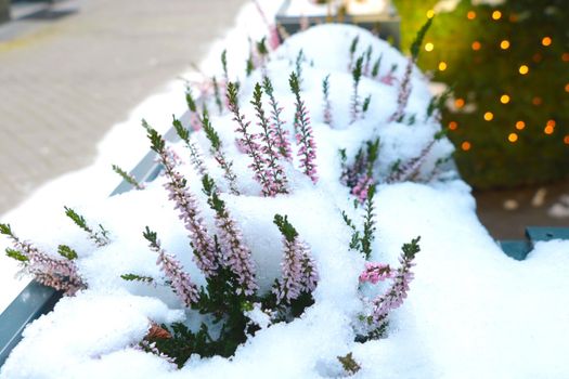 Small flowers bloom from under the snow. First spring flowers