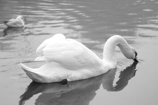 Black and white photo. A white swan swims in a pond