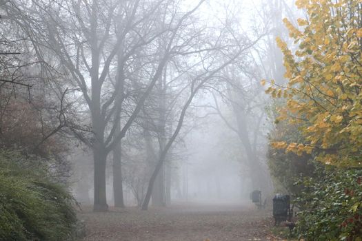 Foggy morning in the park on an autumn day