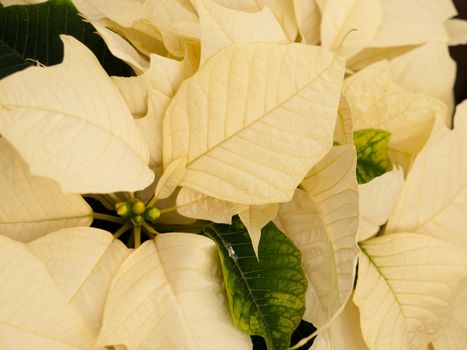 Rows of white poinsettia plants being grown at a Colorado nursery in preparation for the holiday season.