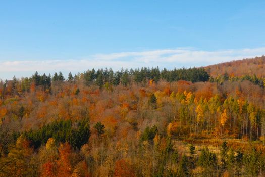 Drone view of the yellow-red forest in autumn. Nature background. View and bird's eye view