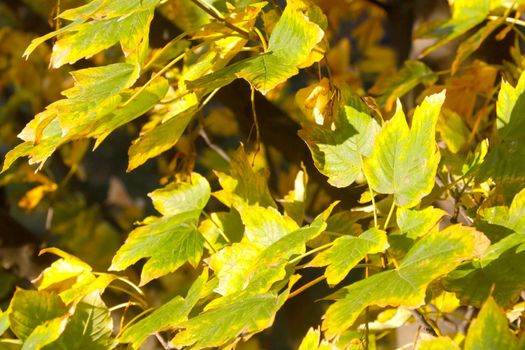 Soft light falls on yellow-green leaves in the park in autumn