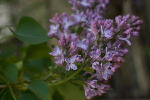 Flower background - lilac flowers in spring garden . High quality photo