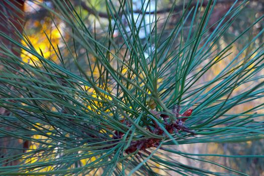 Large long green needles on pine or conifer needles