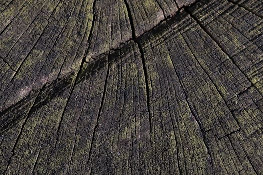 Dark wooden wood background. Wood texture. blank