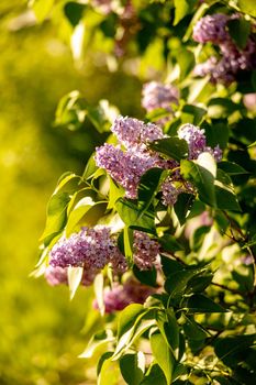 Lilac flowers. End of winter, spring time. Close-up view. Beautiful nature, blossom. Sunny weather. Syringa vulgaris