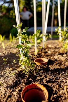 Seedlings growing up from fertile soil in the farmer's garden, morning sun shines. Ecology and ecological balance, farming and planting. Agricultural scene with sprouts in earth, close up. Soft focus