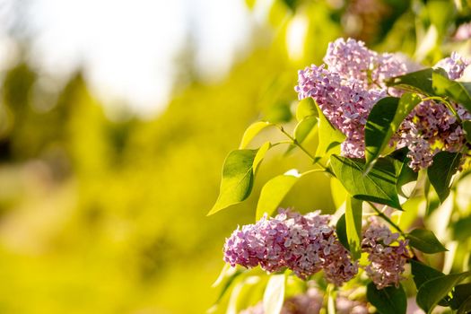 Lilac flowers. End of winter, spring time. Close-up view. Beautiful nature, blossom. Sunny weather. Syringa vulgaris