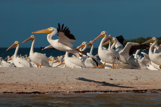 White pelicans at the Chokoloskee Island.