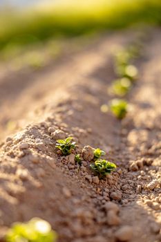 Seedlings growing up from fertile soil in the farmer's garden, morning sun shines. Ecology and ecological balance, farming and planting. Agricultural scene with sprouts in earth, close up. Soft focus