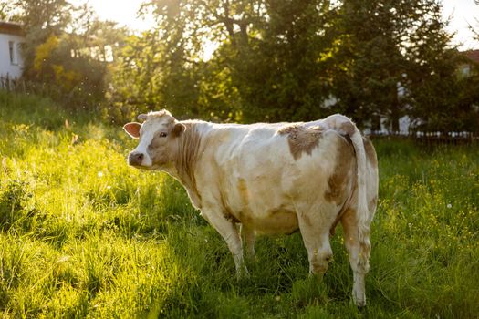 Cow on the meadow, eating grass. Farming outdoor. Beautiful landscape with sun light. Animal of farm. Sunny evening, amazing weather. Beauty of the nature, rural life