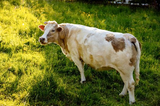 Cow on the meadow, eating grass. Farming outdoor. Beautiful landscape with sun light. Animal of farm. Sunny evening, amazing weather. Beauty of the nature, rural life