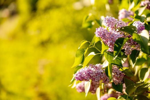 Lilac flowers. End of winter, spring time. Close-up view. Beautiful nature, blossom. Sunny weather. Syringa vulgaris