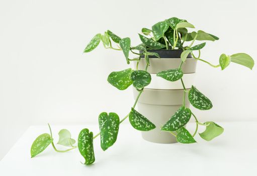 Green creeper, very beautiful weaving flowerpot epipremnum, scindapsus. Complementary plants for a healthy indoor climate and interior design