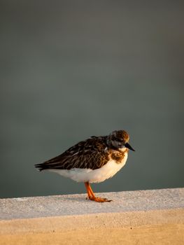 Small bird sitting on Seven Mile Bridge, Florida.