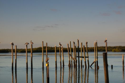 Brown pelican at the Chokoloskee Island.