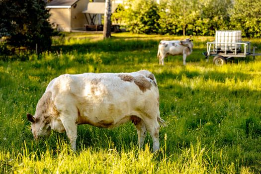 Cow on the meadow, eating grass. Farming outdoor. Beautiful landscape with sun light. Animal of farm. Sunny evening, amazing weather. Beauty of the nature, rural life