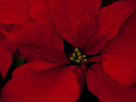 Rows of red poinsettia plants being grown at a Colorado nursery in preparation for the holiday season.