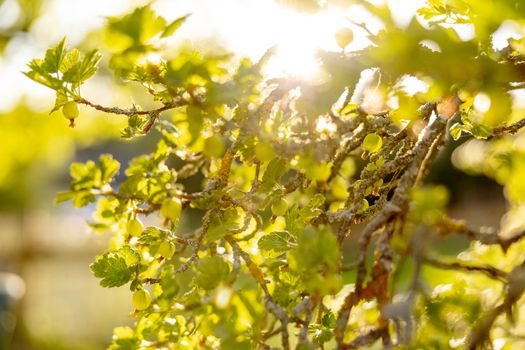 Green gooseberry. Spring time. Close-up view. Beautiful nature, sunny weather. Berries in garden