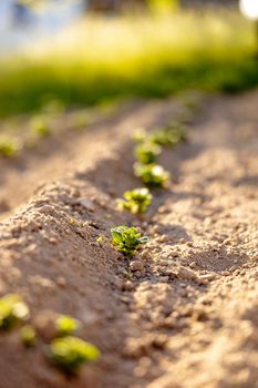 Seedlings growing up from fertile soil in the farmer's garden, morning sun shines. Ecology and ecological balance, farming and planting. Agricultural scene with sprouts in earth, close up. Soft focus