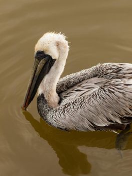 Brown pelican at the Chokoloskee Island.