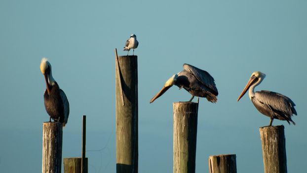 Brown pelican at the Chokoloskee Island.