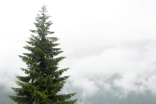 Big spruce against the backdrop of a misty mountain