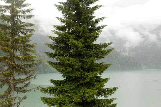 Big spruce on foggy mountain lake.