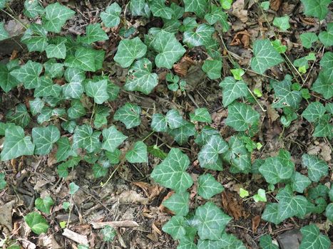 ivy scientific name Hedera plant useful as a background