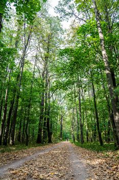 Paths in the park area. dirt road in the city park. general plan