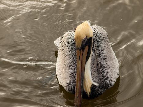 Brown pelican at the Chokoloskee Island.