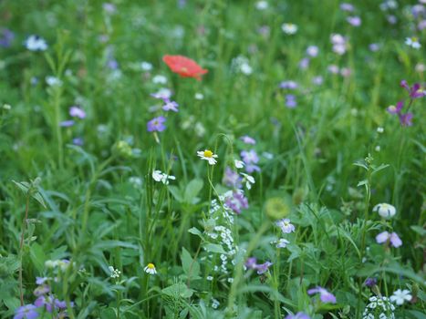 green meadow grass useful as a background