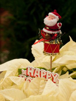 Rows of white poinsettia plants being grown at a Colorado nursery in preparation for the holiday season.