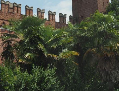 palm trees scientific classification Arecaceae in front of gothic building