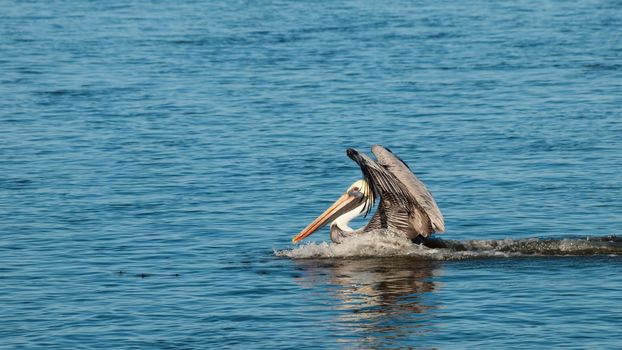 Brown pelican at the Chokoloskee Island.