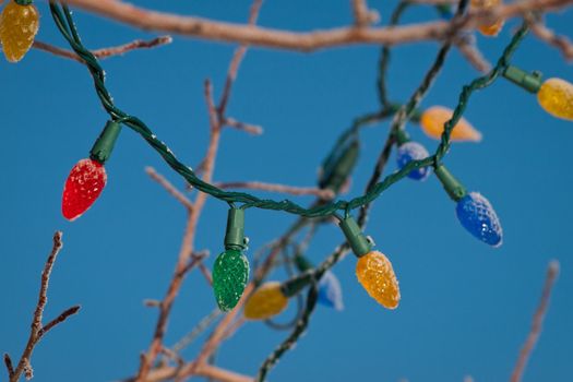 Christmas light on the tree.