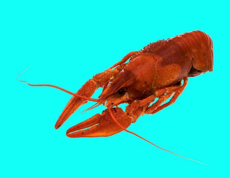 freshly brewed red crayfish, on a blue background in isolation