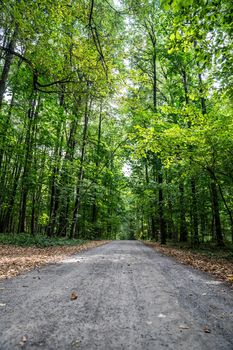 Paths in the park area. dirt road in the city park. general plan