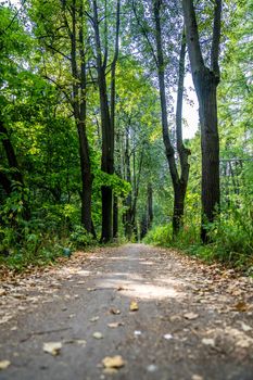 Paths in the park area. dirt road in the city park. general plan