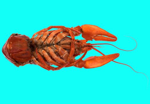 freshly brewed red crayfish, on a blue background in isolation