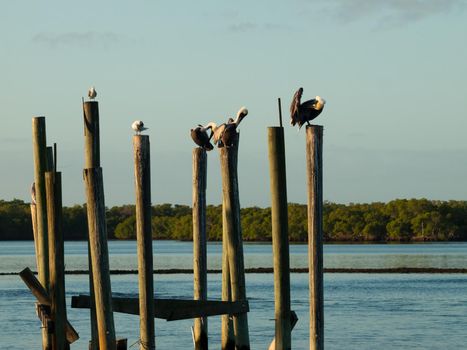 Brown pelican at the Chokoloskee Island.