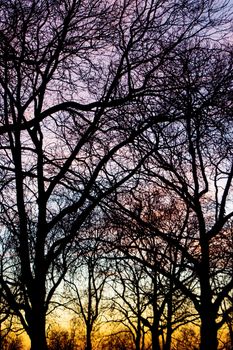 Black silhouette of winter trees with no leaves, against an orange, blue and pink backdrop of clouds during sunset. Taken in Finsbury Park, London